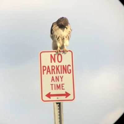 TeresaDeTejas's profile picture. Lover of ☀️🌻🦅🦉🎾 🏓 Native Texan. Porphyrophile. 🏧 Guru. CASA.👎🏻Oxford Comma. The Truth Is Out There👽✝️🙏🏻❤️