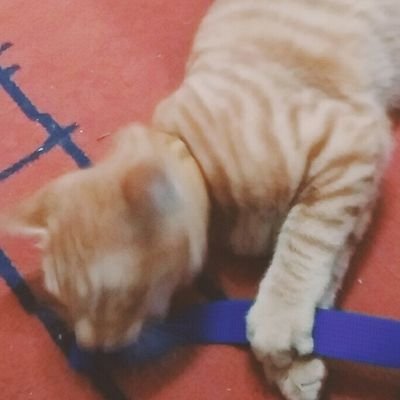 キキキキキサワさんのプロフィール画像