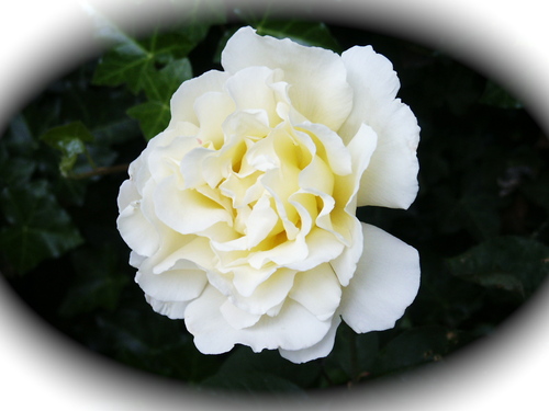 nanc33's profile picture. 