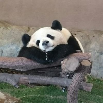 🐼の動画を主に上げてます♪

動画等の表現内容は妄想によるものです生暖かい目で観てあげてください♪

彩浜と同じ誕生日（8月14日）です♪

※ 動画等の無断使用はご遠慮下さい⚠️