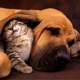 We love our wonderful cute pets, and love to your cute pictures, and stories about your furry wonders too. #kittycat #doglover #pets #pussycat #feline #twitter