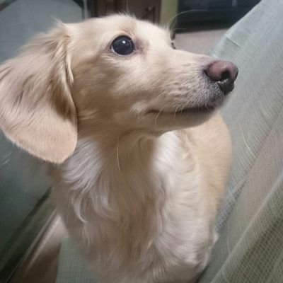 yu_mattu_'s profile picture. かわいいダックスと、愛車ヴィッツ、サザン、ミュシャ…etc.そして家族をこよなく愛するかーさんです。デジタル一般苦手です。