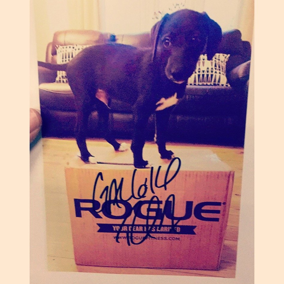 HealeyLiz's profile picture. Co Owner @CrossFitSilk Macclesfield. 👨‍👩‍👧‍👧 Wife, mum and ❤️ my Bedlington Whippets.