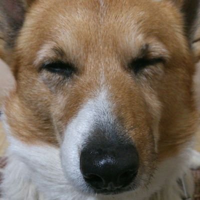 Beauty_Spica's profile picture. コーギー好き🐾（お空組Joyがアイコン）昔はサッカー（左利きの10番推し）⚽今更元祖プ女子…アネゴを解禁🔥 ＃新日本プロレス #CHAOS ＃オカダカズチカ ラジオは ＃148neo #WG863  音楽は #CHAGEandASKA #TUGOFC&A 洋楽も好き🎵 再び韓流に沼落ち❤ 念願のギター始めかけ…