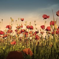 Veterans Day (@veteransplay) 's Twitter Profile