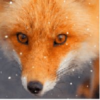 ♈️ 🔥foxακι ®(@Foxakigm) 's Twitter Profile Photo