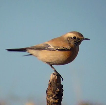 Birding locally around Stourport-on-Severn. Ranger for Shropshire Council based at Severn Valley Country Park (SVCP).