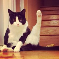 Oreo (@oreolovesboxes) 's Twitter Profile