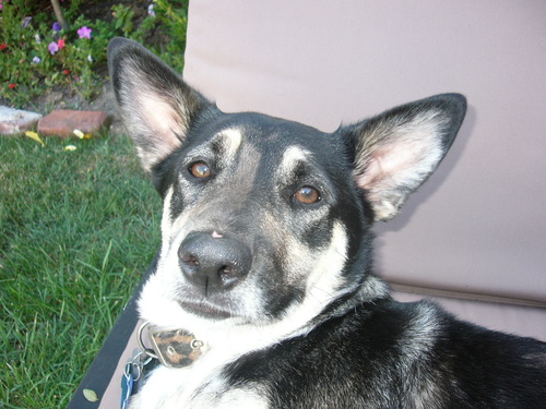 Redoodyhouse's profile picture. 