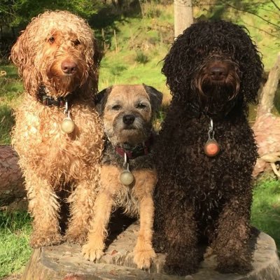 We are a pack of four little musketeers .. Coco and Purdey. - the Poosisters and Bootsie and Isla pup, the borders!! We want to share our travels with you.