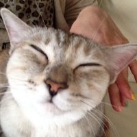 茶々 瀬名 蘭丸 (@06hap) Twitter profile photo