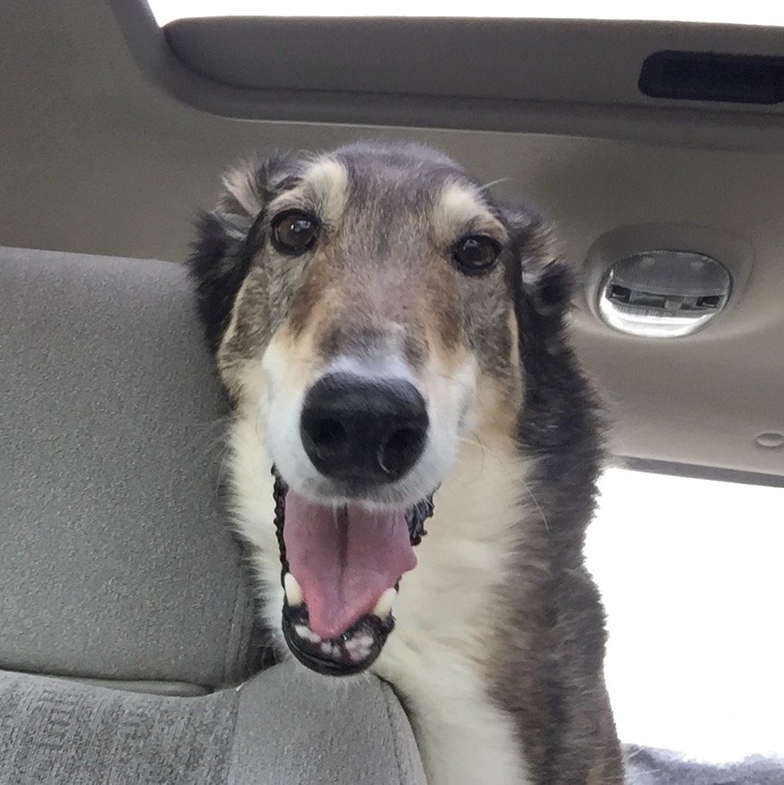 dreamsquirrel1's profile picture. Supt. Sheriff Services (ret.), Leadership and Motivational Speaker, Threat Assessment Trainer, short story writer wannabe, loves random humour and moments