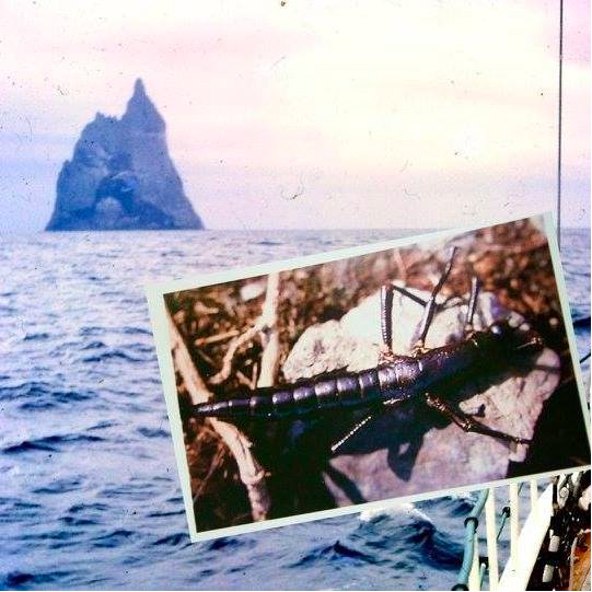 With the rate of extinction up to 1000x that before humans, this is the incredible story of the Lord Howe Island Stick-insect that was brought back to life.
