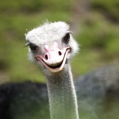 NancyStewart's profile picture. Alert, alarmed, and not holding my tongue.