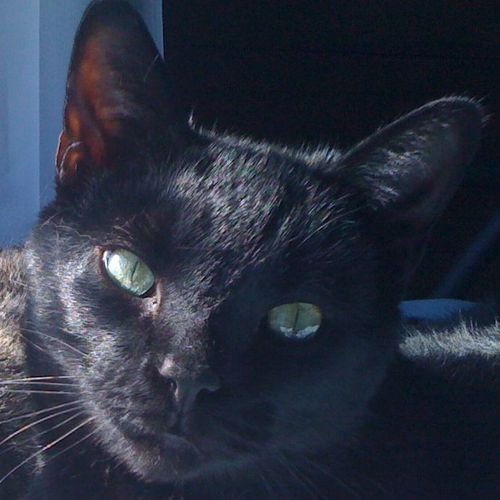 I am a cat. I was rescued from Crash's Landing shelter in Grand Rapids, MI. I have 27 toes.