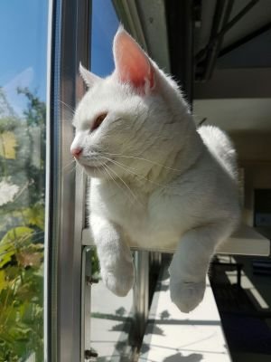 Kattenhotel Tante Betje, tuinieren en klussen altijd leuk in Aalsmeer