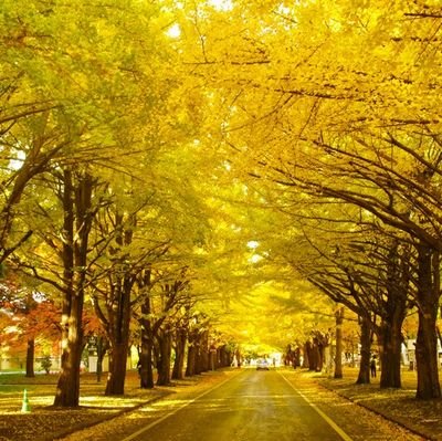 hokudai_esports's profile picture. 