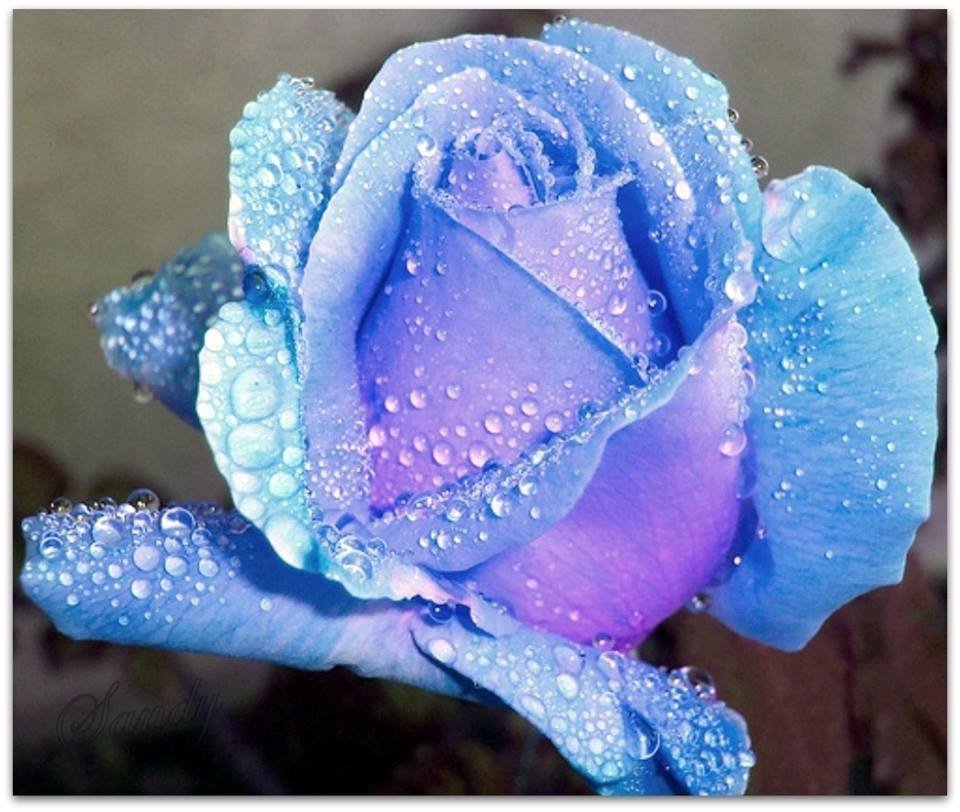 graz571's profile picture. 