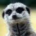 ARK Wildlife & Dinosaur Park (@arkwildlifepark) Twitter profile photo ARK Wildlife & Dinosaur Park (@arkwildlifepark) Twitter profile photo