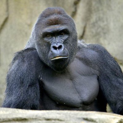 The worldwide leader in authentic kevlar vests for gorillas. CEOs @Christiancendr1 @andrewkriley2 and @KHS_RIP_Harambe
