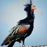 Kelaynak (@kelaynak75) 's Twitter Profile Photo