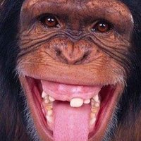 Simonetta Breda (@bredasimonetta) 's Twitter Profile