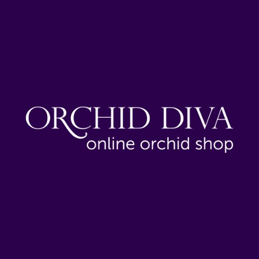 Online orchid shop in New York. Our orchid arrangements are an impressive gift and powerful decor accent.