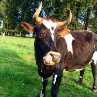 Riverbend Ranch (@_riverbendranch) 's Twitter Profile