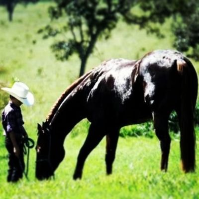 felipeexgermer's profile picture. 