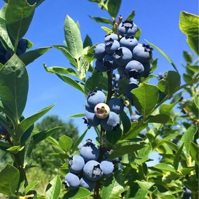 Pick-your-own fruit farm south of Nevada, Iowa.  Strawberries, blueberries, tart cherries, raspberries, gooseberries, currants, pumpkins, apples.