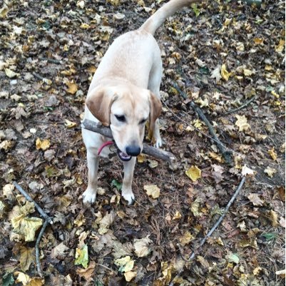 BirdieElder's profile picture. Constitutionalist. Wife of wonderful man. Mother of Gretel, the cutest and most intelligent dog on earth.