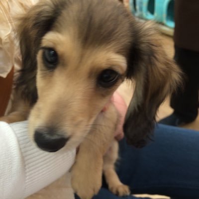 超絶美少女モカちゃん（M・ダックス） (@mocatyan) / Posts / X