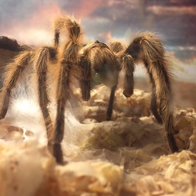 reptiles_reptq's profile picture. keeping posted on new & exciting animals including my own (not all photos are mine)