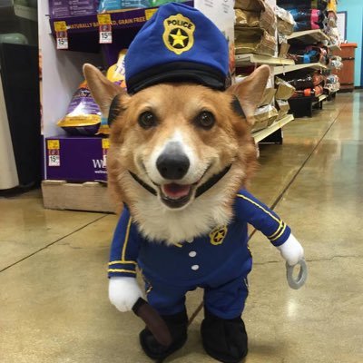 lijie1206's profile picture. Cats with dogs