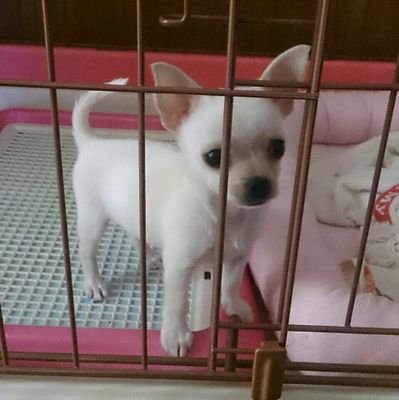 tasososo2's profile picture. わちはちわちわチワワとちわうわ！