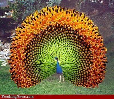 Radhalakshmi14's profile picture. Peacock