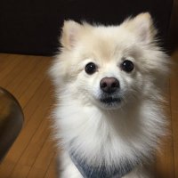 おぱぃマン (@opaimaple) 's Twitter Profile