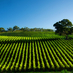 Don Un*Rye*N (@vinotopics) Twitter profile photo Don Un*Rye*N (@vinotopics) Twitter profile photo