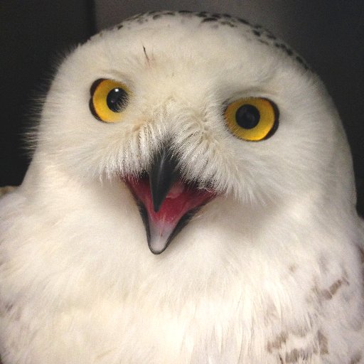 Friends of Cape Wildlife (FCW) is comprised of citizens working together to support wildlife & those who care for injured, ill & orphaned animals on Cape Cod.