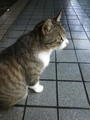 mr_kageyoshi's profile picture. SIerの人月商売に加担している人。転職活動に失敗し今後のキャリアを模索中。