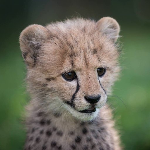 Baby Cheetah (Marxist)