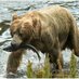 Earth (@ianimalpictures) Twitter profile photo Earth (@ianimalpictures) Twitter profile photo