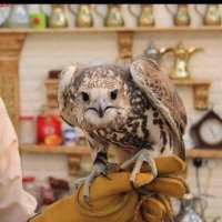 ملتقى قبيلة المغايبة (@caa511) Twitter profile photo