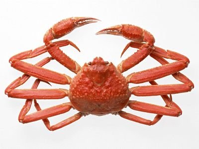 Avispanized's profile picture. ずっと蟹でいいのに。