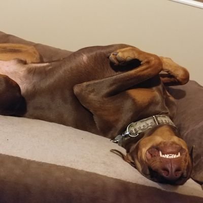 maforehand's profile picture. 