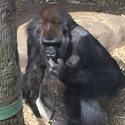 kempi205's profile picture. 2022 Jun~オンタリオの北部の田舎にお引っ越し😊自動車修理関係の会社でパーツパーソンとして働いてます🚗目標:2027年までに日本移住🏠️