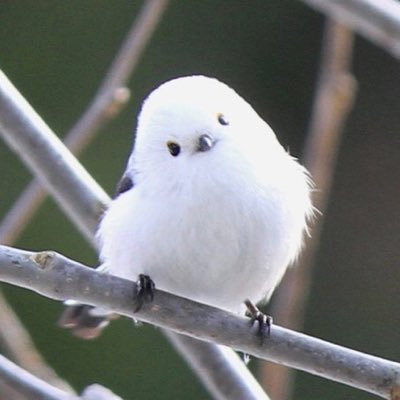 nmn_fo's profile picture. 