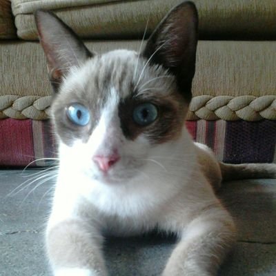 joserusherboy8's profile picture. GATOS,GATOS Y GATOS :v