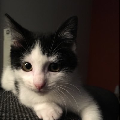 IndraSpruitj's profile picture. 