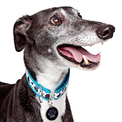 Retired racing greyhound (aka 'Mr Snaggletooth) | Passed OTRB 5 December 2016 | Raced as Boherash Bravado |